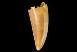 Serrated, Raptor Tooth - Real Dinosaur Tooth #142610-1